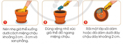 BÀI 5. GIEO HẠT VÀ TRỒNG CÂY CON TRONG CHẬU