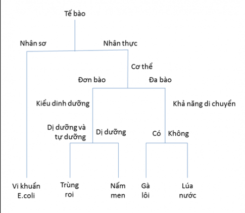 BÀI 23 THỰC HÀNH XÂY DỰNG KHÓA LƯỠNG PHÂN