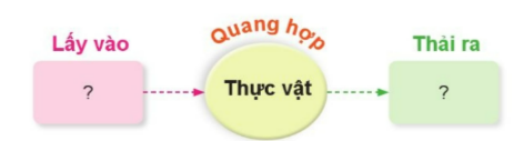 BÀI 13. NHU CẦU SỐNG CỦA THỰC VẬT VÀ CHĂM SÓC CÂY TRỒNG