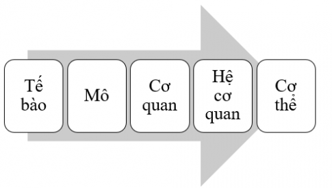 BÀI 23: TỔ CHỨC CƠ THỂ ĐA BÀO