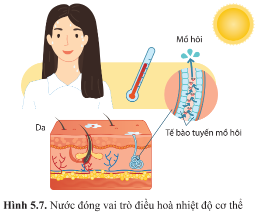 BÀI 5 - CÁC NGUYÊN TỐ HÓA HỌC VÀ NƯỚC