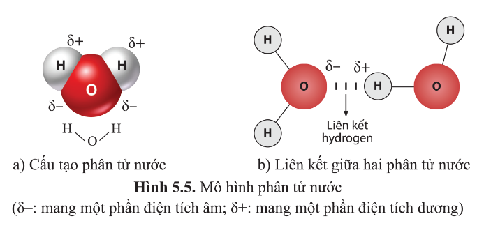 BÀI 5 - CÁC NGUYÊN TỐ HÓA HỌC VÀ NƯỚC