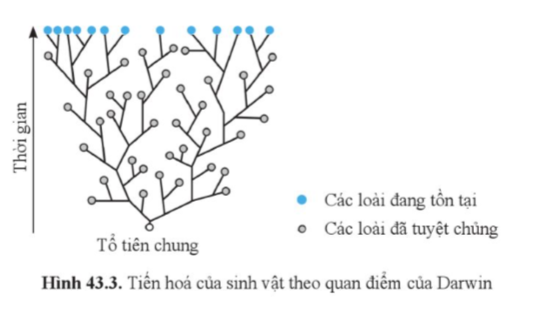 A diagram of a tree

Description automatically generated