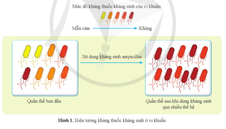 A diagram of a virus

Description automatically generated