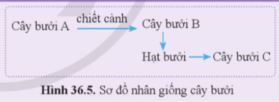 A diagram of a diagram with arrows

Description automatically generated with medium confidence