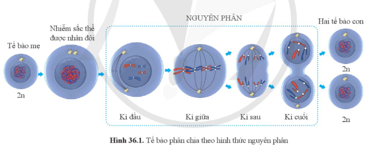 A diagram of a cell division

Description automatically generated