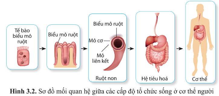 BÀI 3 - GIỚI THIỆU CHUNG VỀ CÁC CẤP ĐỘ TỔ CHỨC CỦA THẾ GIỚI SỐNG