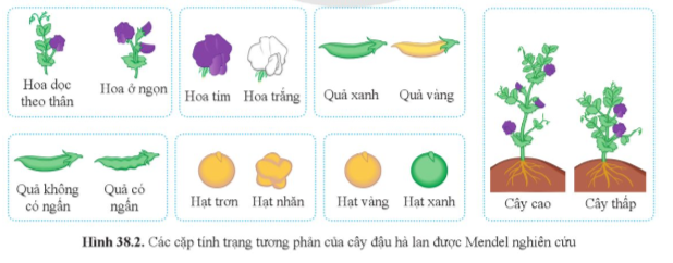 A group of vegetables with text

Description automatically generated