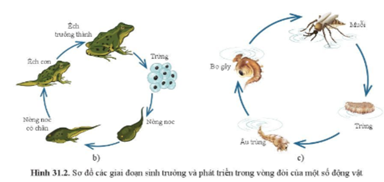 BÀI 31. SINH TRƯỞNG VÀ PHÁT TRIỂN Ở ĐỘNG VẬT