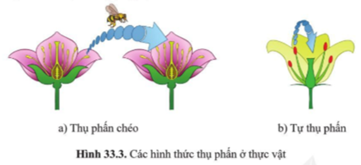 BÀI 33. SINH SẢN HỮU TÍNH Ở ĐỘNG VẬT