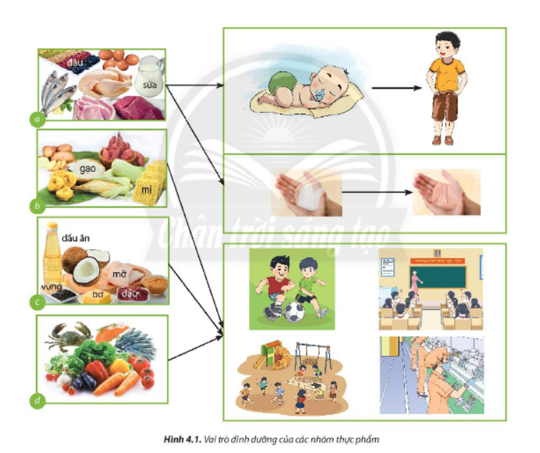 BÀI 4: THỰC PHẨM VÀ DINH DƯỠNG