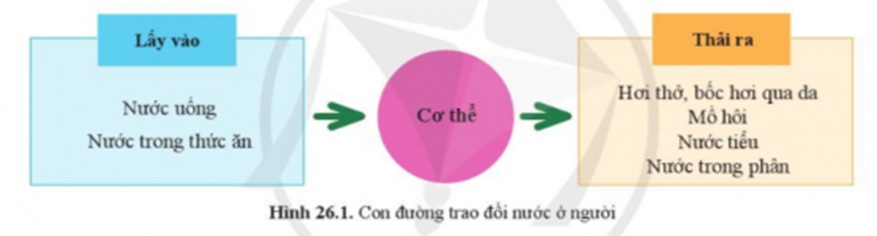 BÀI 26. TRAO ĐỔI NƯỚC VÀ CÁC CHẤT DINH DƯỠNG Ở ĐỘNG VẬT