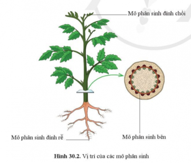 BÀI 30. SINH TRƯỞNG VÀ PHÁT TRIỂN Ở THỰC VẬT