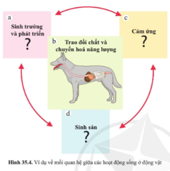 BÀI 35. SỰ THỐNG NHẤT VỀ CẤU TRÚC VÀ CÁC HOẠT ĐỘNG SỐNG TRONG CƠ THỂ SINH VẬT 