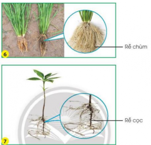 BÀI 15. LÁ, THÂN, RỄ CỦA THỰC VẬT