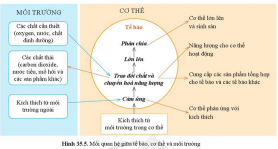 BÀI 35. SỰ THỐNG NHẤT VỀ CẤU TRÚC VÀ CÁC HOẠT ĐỘNG SỐNG TRONG CƠ THỂ SINH VẬT 