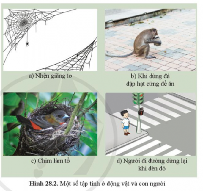 BÀI 28. TẬP TÍNH Ở ĐỘNG VẬT