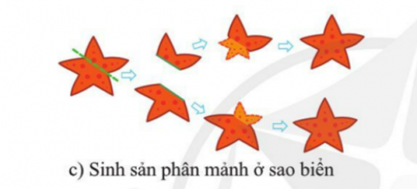 BÀI 33. SINH SẢN HỮU TÍNH Ở ĐỘNG VẬT