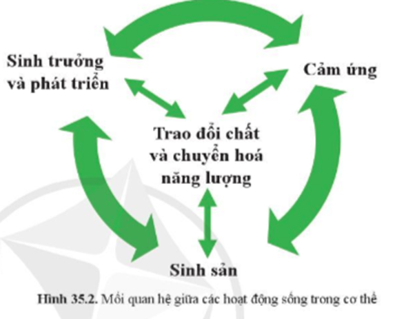 BÀI 35. SỰ THỐNG NHẤT VỀ CẤU TRÚC VÀ CÁC HOẠT ĐỘNG SỐNG TRONG CƠ THỂ SINH VẬT 