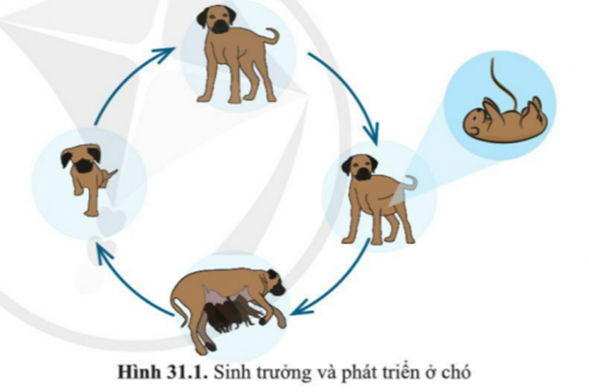 BÀI 31. SINH TRƯỞNG VÀ PHÁT TRIỂN Ở ĐỘNG VẬT