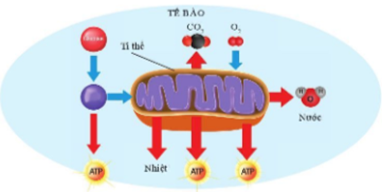 BÀI 21. HÔ HẤP TẾ BÀO