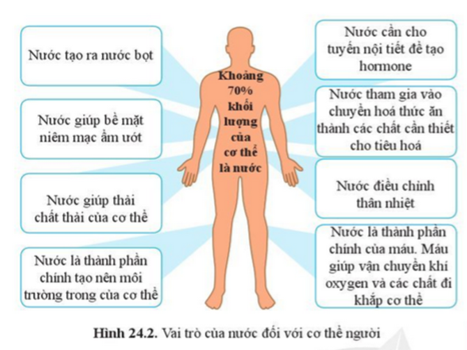 BÀI 24. VAI TRÒ CỦA NƯỚC VÀ CÁC CHẤT DINH DƯỠNG ĐỐI VỚI CƠ THỂ SINH VẬT