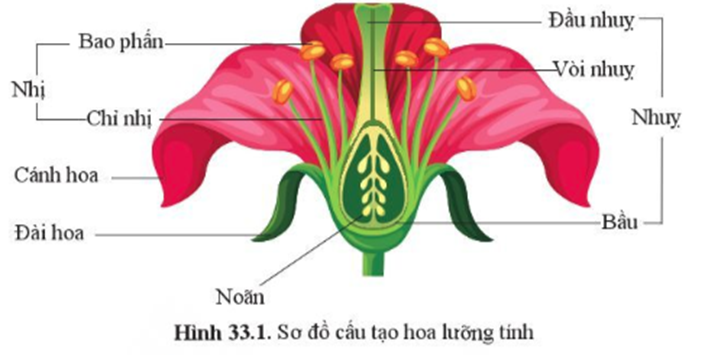 BÀI 33. SINH SẢN HỮU TÍNH Ở ĐỘNG VẬT