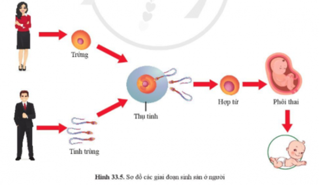 BÀI 33. SINH SẢN HỮU TÍNH Ở ĐỘNG VẬT