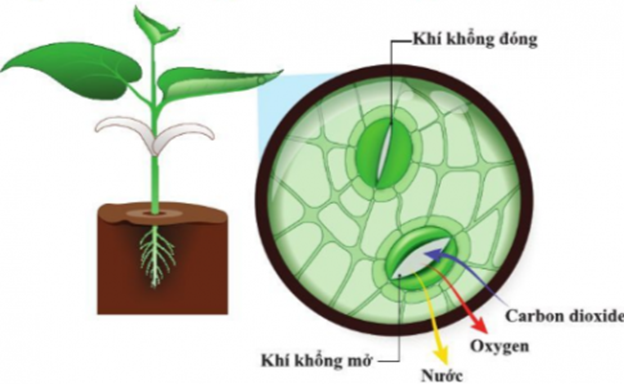 BÀI 23. TRAO ĐỔI KHÍ Ở SINH VẬT 