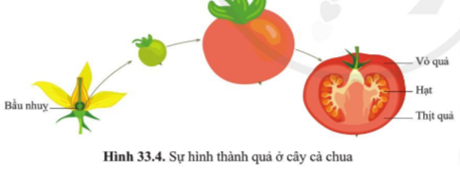 BÀI 33. SINH SẢN HỮU TÍNH Ở ĐỘNG VẬT