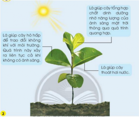 BÀI 15. LÁ, THÂN, RỄ CỦA THỰC VẬT