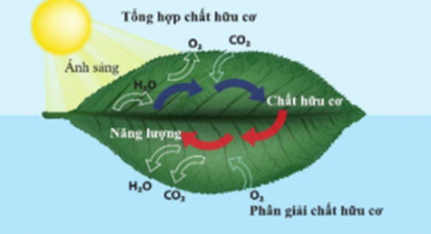 BÀI 21. HÔ HẤP TẾ BÀO