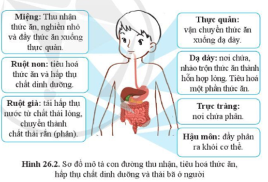 BÀI 26. TRAO ĐỔI NƯỚC VÀ CÁC CHẤT DINH DƯỠNG Ở ĐỘNG VẬT