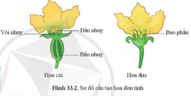 BÀI 33. SINH SẢN HỮU TÍNH Ở ĐỘNG VẬT