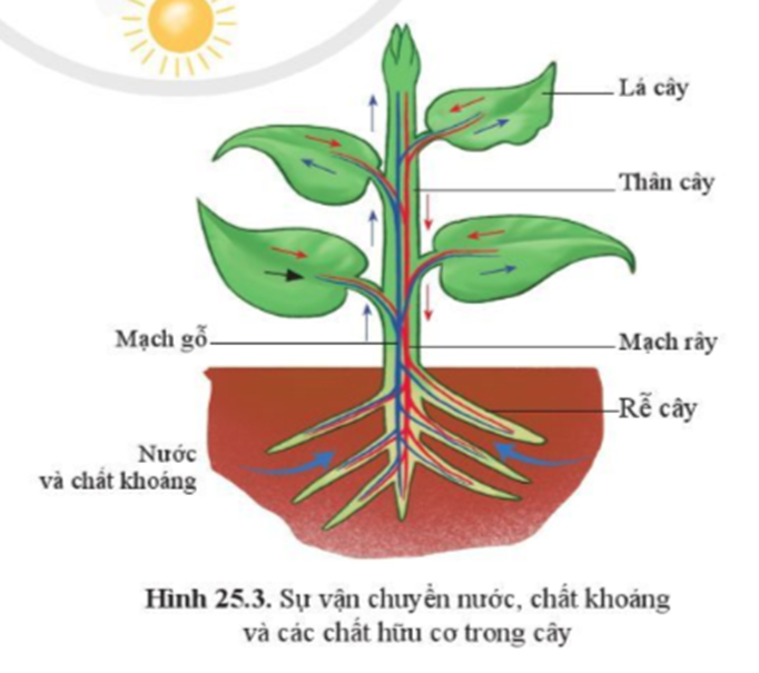 BÀI 25. TRAO ĐỔI NƯỚC VÀ CÁC CHẤT DINH DƯỠNG Ở THỰC VẬT