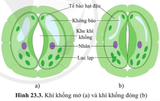 BÀI 23. TRAO ĐỔI KHÍ Ở SINH VẬT 