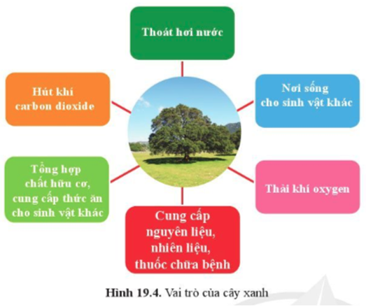 BÀI 19. CÁC YẾU TỐ ẢNH HƯỞNG ĐẾN QUANG HỢP