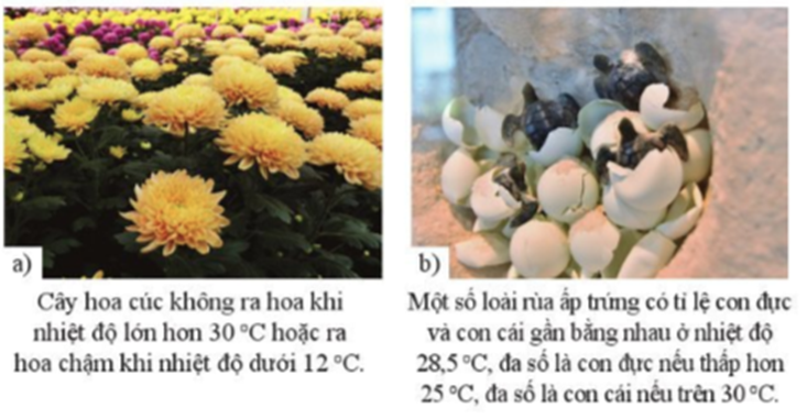 BÀI 34. CÁC YẾU TỐ ẢNH HƯỞNG ĐẾN SINH SẢN VÀ ĐIỀU KHIỂN SINH SẢN Ở SINH VẬT