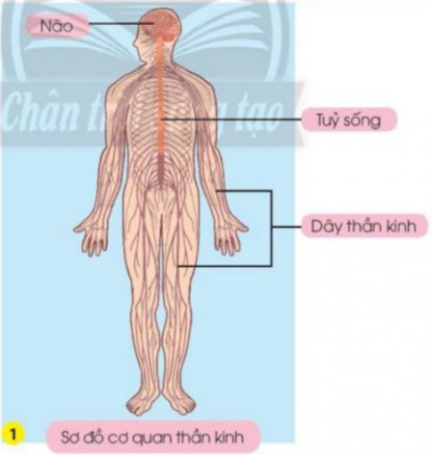 BÀI 22. CƠ QUAN THẦN KINH