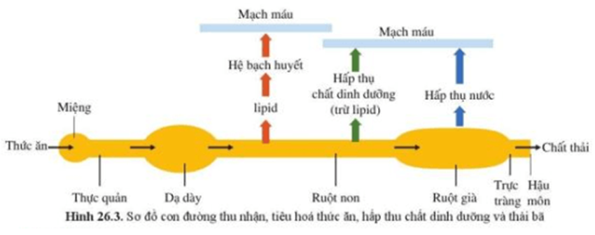 BÀI 26. TRAO ĐỔI NƯỚC VÀ CÁC CHẤT DINH DƯỠNG Ở ĐỘNG VẬT