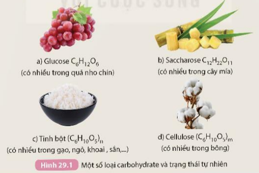 BÀI 29. CARBOHYDRATE GLUCOSE VÀ SACCHAROSE