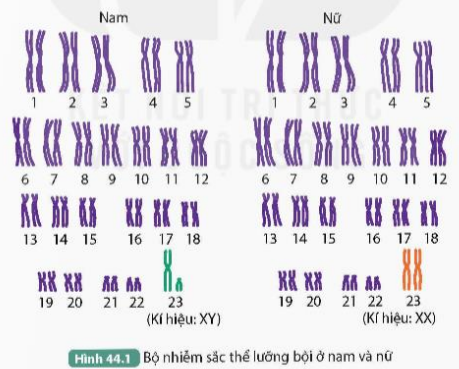 BÀI 44. NHIỄM SẮC THỂ GIỚI TÍNH VÀ CƠ CHẾ XÁC ĐỊNH GIỚI TÍNH