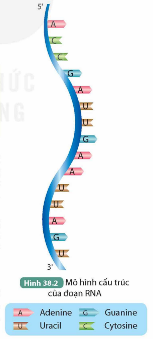 BÀI 38. NUCLEIC ACID VÀ GENE