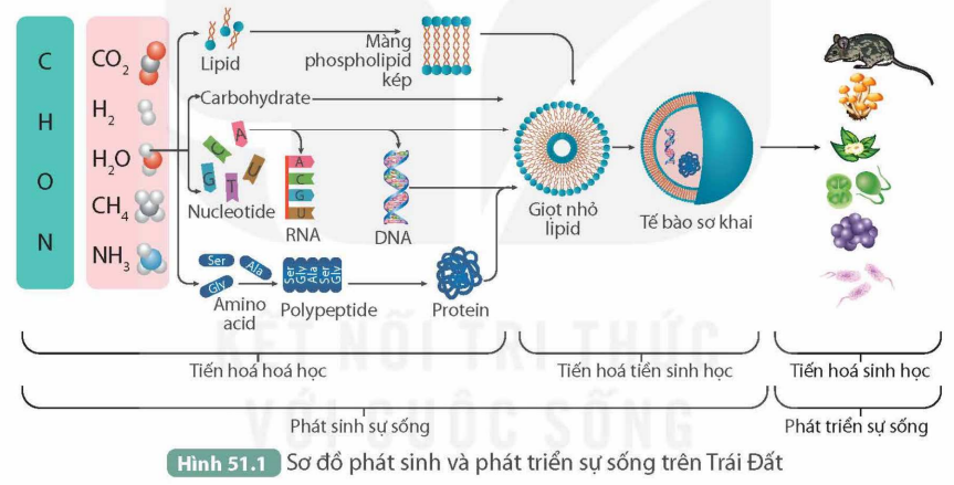 BÀI 51. SỰ PHÁT SINH VÀ PHÁT TRIỂN SỰ SỐNG TRÊN TRÁI ĐẤT