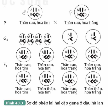 BÀI 43. NGUYÊN PHÂN VÀ GIẢM PHÂN KHỞI ĐỘNG