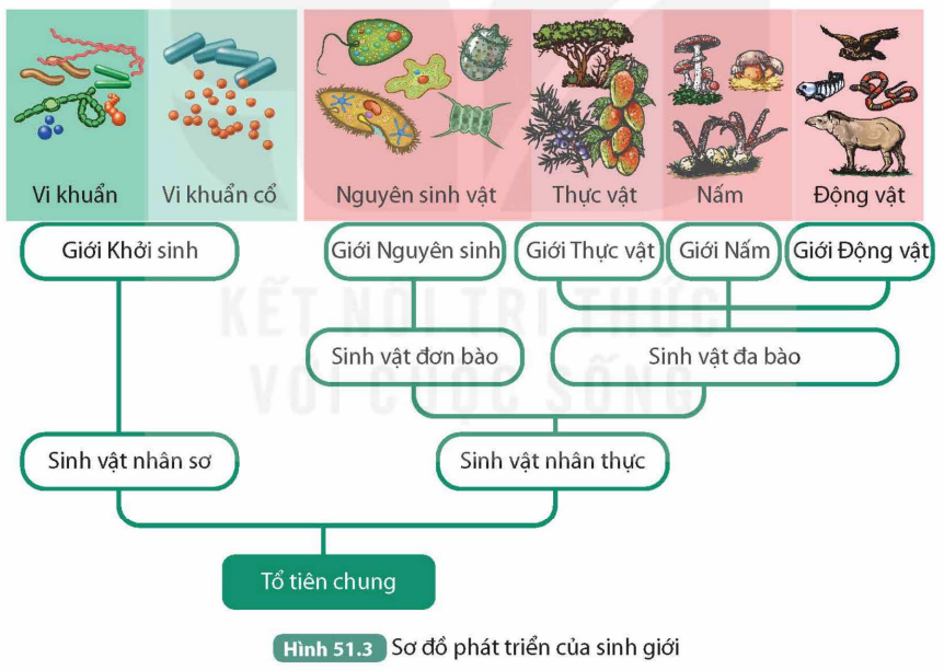BÀI 51. SỰ PHÁT SINH VÀ PHÁT TRIỂN SỰ SỐNG TRÊN TRÁI ĐẤT