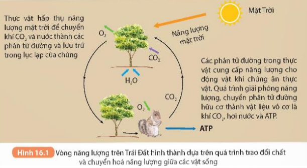 BÀI 16. VÒNG NĂNG LƯỢNG TRÊN TRÁI ĐẤT. NĂNG LƯỢNG HÓA THẠCH