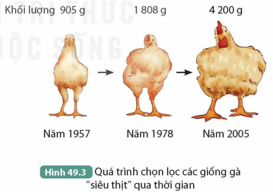 BÀI 49. KHÁI NIỆM TIẾN HÓA VÀ CÁC HÌNH THỨC CHỌN LỌC