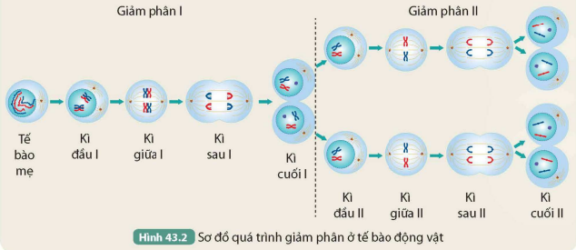 BÀI 43. NGUYÊN PHÂN VÀ GIẢM PHÂN KHỞI ĐỘNG