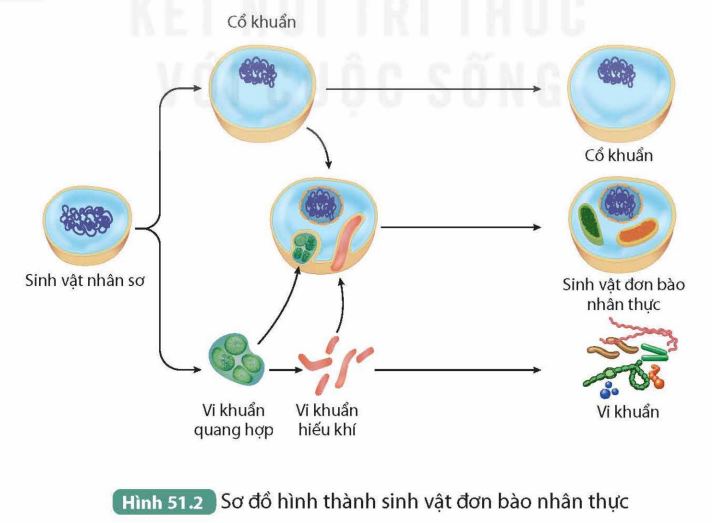 BÀI 51. SỰ PHÁT SINH VÀ PHÁT TRIỂN SỰ SỐNG TRÊN TRÁI ĐẤT
